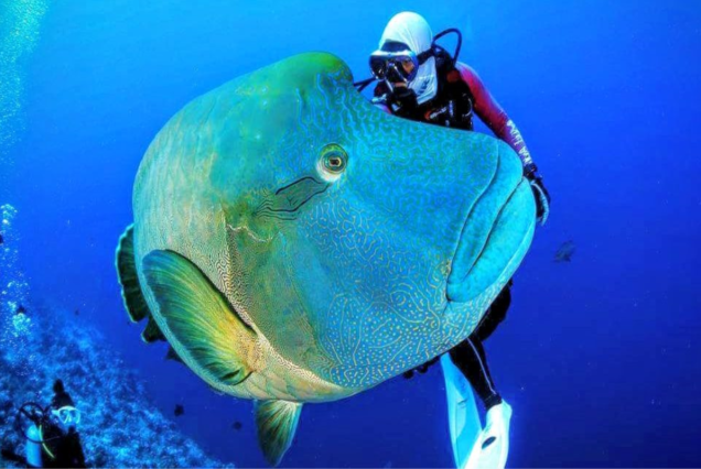 Shore Excursions in Abu Dabbab Beach, Marsa Alam