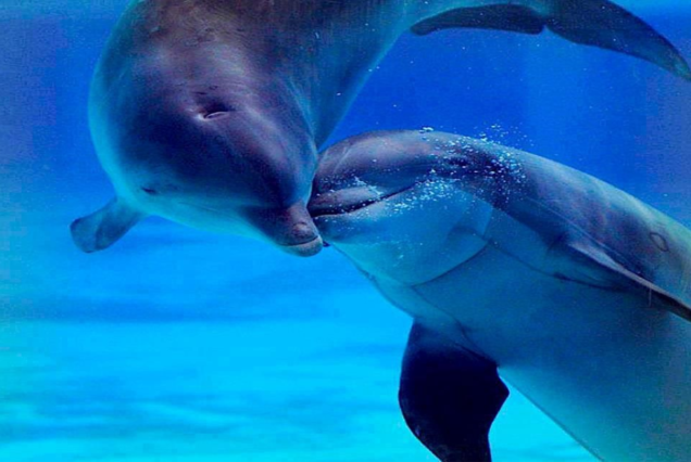 Dolphin House & Water Sports Snorkeling Sea Trip - Hurghada