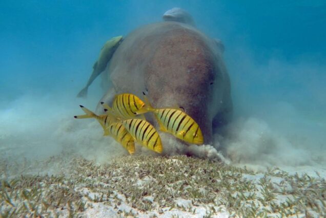 Full Day Marsa Mubarak Snorkeling Sea Trip & Lunch With Transfer – Marsa Alam