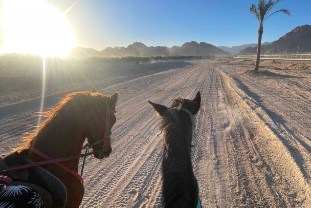 Explore Sea and Desert on Horseback in Hurghada