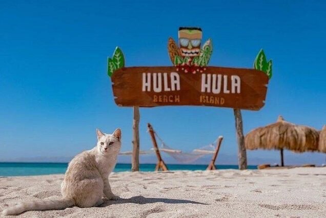 Hula Hula Island Snorkeling and Buffet Lunch in Hurghada