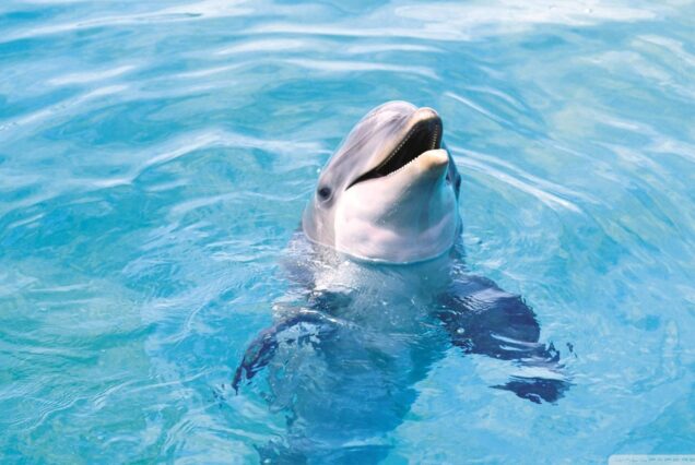 Splash into Adventure: Dolphin House Snorkeling Fun in Hurghada